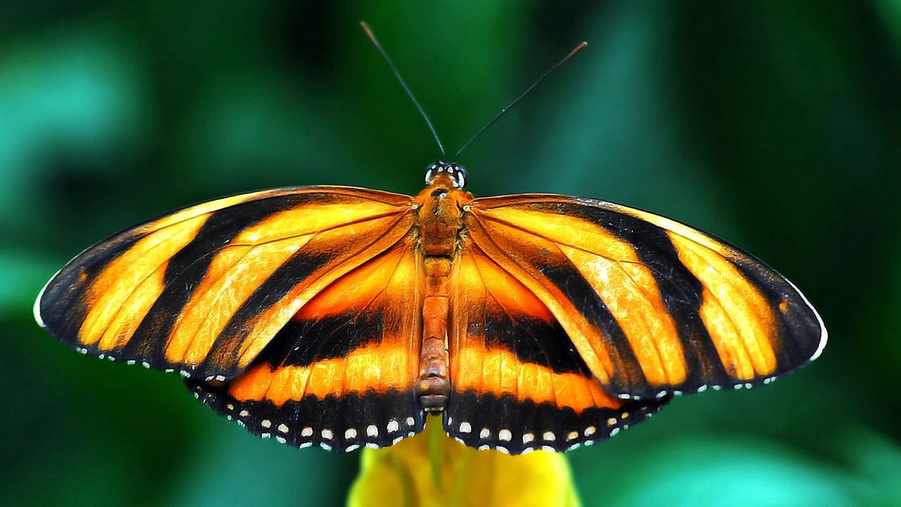 Wallpaper butterfly, species, wings, band, branch