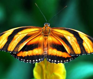 Preview wallpaper butterfly, species, wings, band, branch