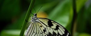 Preview wallpaper butterfly, spots, wings