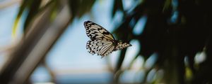 Preview wallpaper butterfly, spotted, flying, insect, lepidoptera, wings