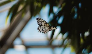 Preview wallpaper butterfly, spotted, flying, insect, lepidoptera, wings