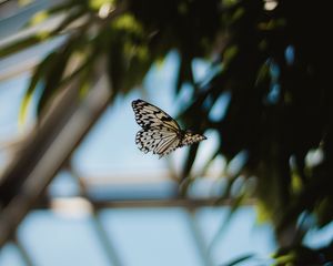 Preview wallpaper butterfly, spotted, flying, insect, lepidoptera, wings