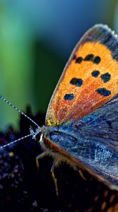 Preview wallpaper butterfly, spotted, wings, antennae