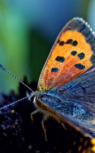 Preview wallpaper butterfly, spotted, wings, antennae