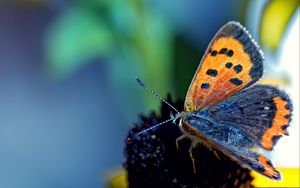 Preview wallpaper butterfly, spotted, wings, antennae