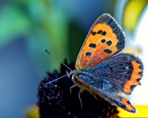 Preview wallpaper butterfly, spotted, wings, antennae