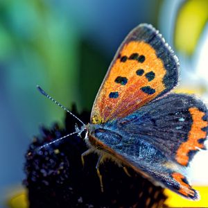 Preview wallpaper butterfly, spotted, wings, antennae