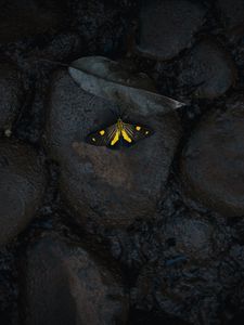 Preview wallpaper butterfly, stones, wet