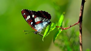 Preview wallpaper butterfly, striped, grass, leaves