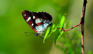 Preview wallpaper butterfly, striped, grass, leaves