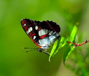 Preview wallpaper butterfly, striped, grass, leaves