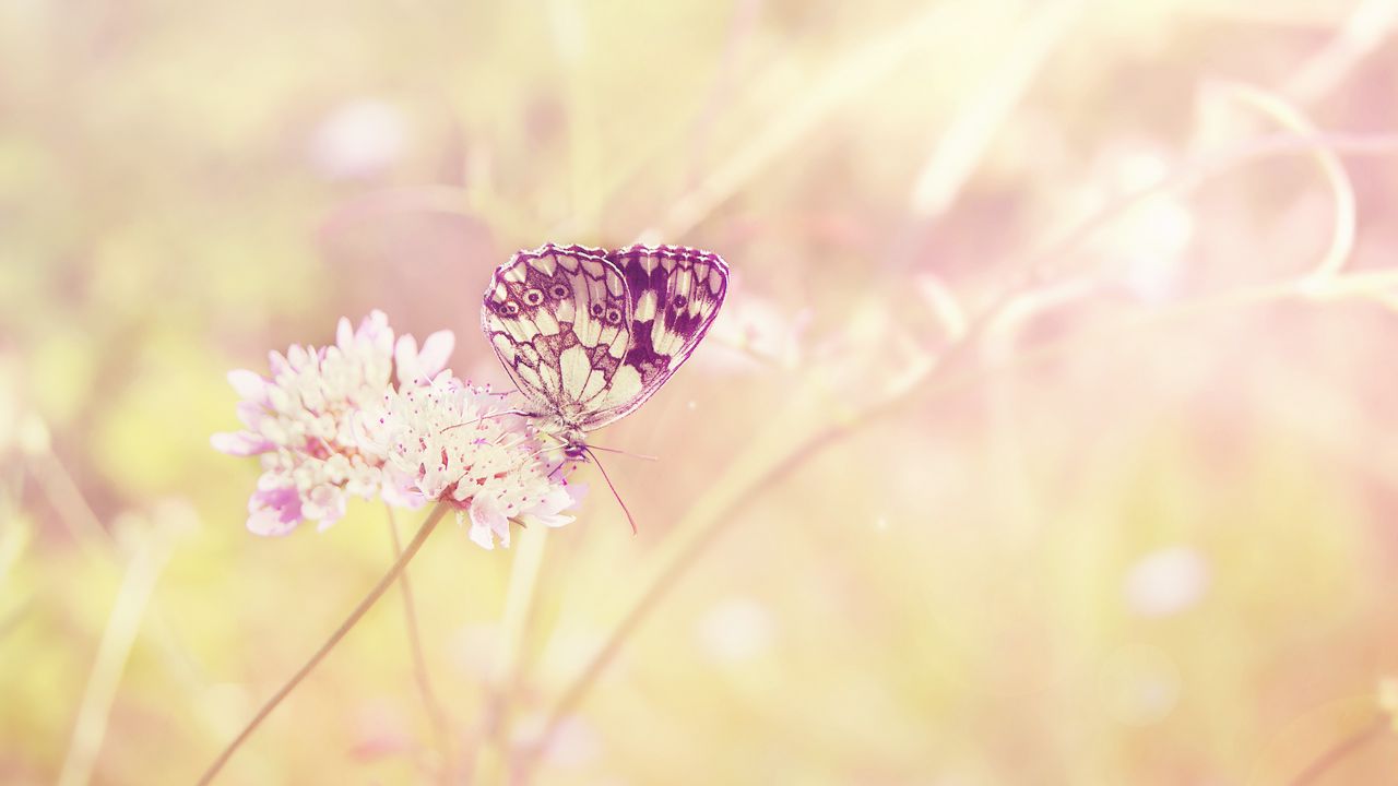 Wallpaper butterfly, summer, insect, field, plant, light, sun, color, flower