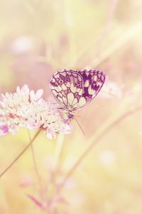 Preview wallpaper butterfly, summer, insect, field, plant, light, sun, color, flower