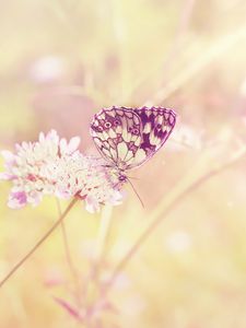 Preview wallpaper butterfly, summer, insect, field, plant, light, sun, color, flower