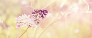 Preview wallpaper butterfly, summer, insect, field, plant, light, sun, color, flower