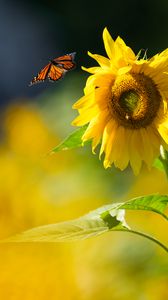 Preview wallpaper butterfly, sunflower, flower, petals, summer, macro