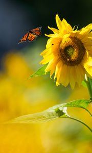 Preview wallpaper butterfly, sunflower, flower, petals, summer, macro