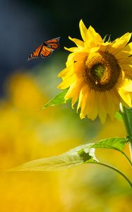 Preview wallpaper butterfly, sunflower, flower, petals, summer, macro