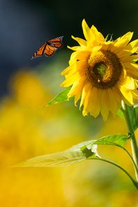 Preview wallpaper butterfly, sunflower, flower, petals, summer, macro