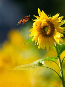 Preview wallpaper butterfly, sunflower, flower, petals, summer, macro