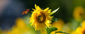 Preview wallpaper butterfly, sunflower, flower, petals, summer, macro