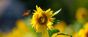 Preview wallpaper butterfly, sunflower, flower, petals, summer, macro