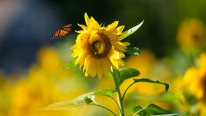 Preview wallpaper butterfly, sunflower, flower, petals, summer, macro