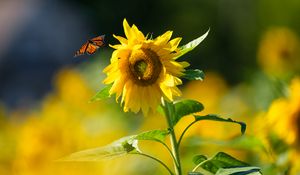 Preview wallpaper butterfly, sunflower, flower, petals, summer, macro