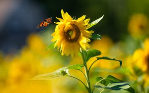 Preview wallpaper butterfly, sunflower, flower, petals, summer, macro