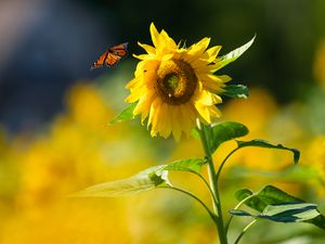 Preview wallpaper butterfly, sunflower, flower, petals, summer, macro