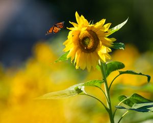 Preview wallpaper butterfly, sunflower, flower, petals, summer, macro