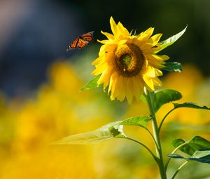 Preview wallpaper butterfly, sunflower, flower, petals, summer, macro