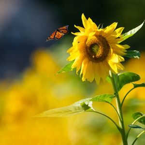 Preview wallpaper butterfly, sunflower, flower, petals, summer, macro