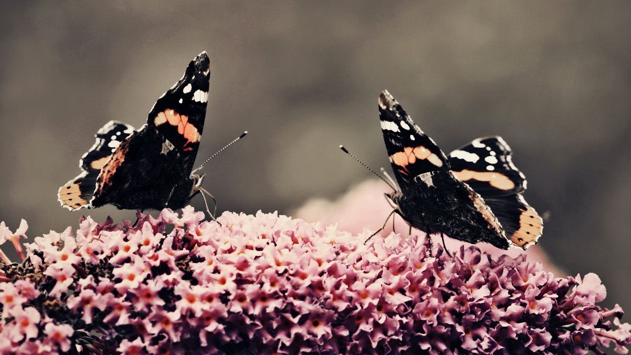 Wallpaper butterfly, surface, flower, flying, insects