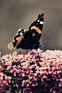 Preview wallpaper butterfly, surface, flower, flying, insects