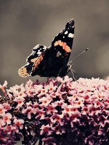 Preview wallpaper butterfly, surface, flower, flying, insects