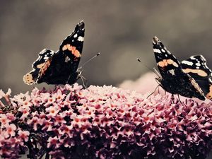 Preview wallpaper butterfly, surface, flower, flying, insects