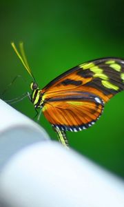 Preview wallpaper butterfly, surface, pipe, shadow