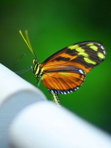 Preview wallpaper butterfly, surface, pipe, shadow