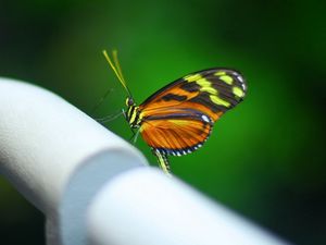 Preview wallpaper butterfly, surface, pipe, shadow