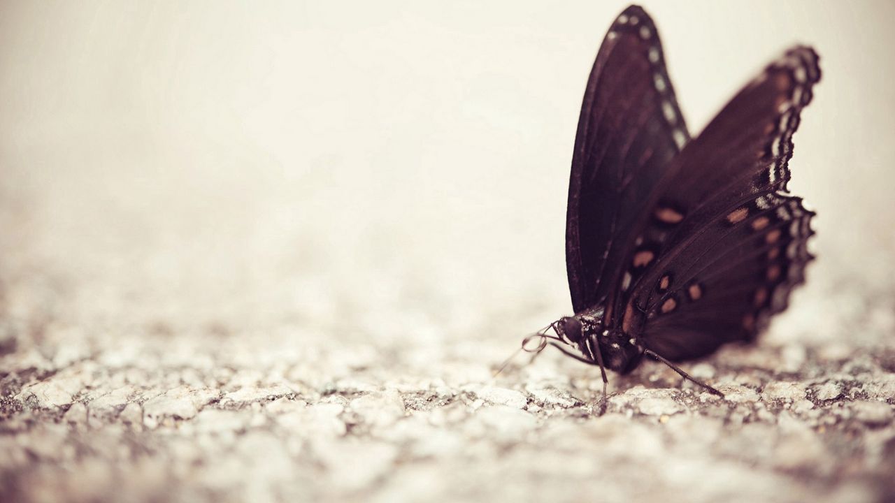 Wallpaper butterfly, surface, wings, pattern