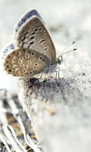 Preview wallpaper butterfly, surface, wings, insect