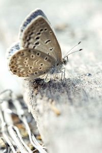 Preview wallpaper butterfly, surface, wings, insect