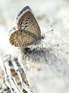 Preview wallpaper butterfly, surface, wings, insect