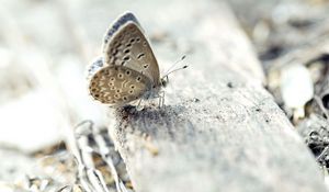 Preview wallpaper butterfly, surface, wings, insect