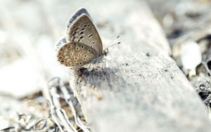 Preview wallpaper butterfly, surface, wings, insect