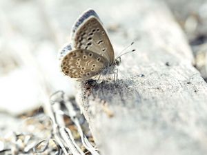 Preview wallpaper butterfly, surface, wings, insect