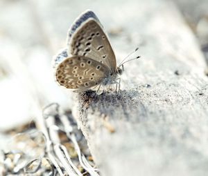 Preview wallpaper butterfly, surface, wings, insect