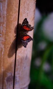 Preview wallpaper butterfly, surface, wood, macro