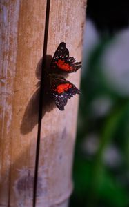 Preview wallpaper butterfly, surface, wood, macro